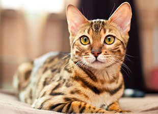 Piping Rock Multivitamins for Dogs & Cats
